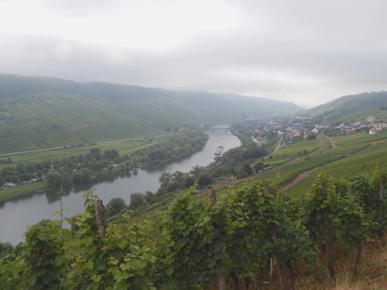 Moselsteig Etappe 14: Reil - Zell (Mosel)