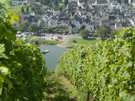 Moselsteig Etappe 14: Reil - Zell (Mosel)