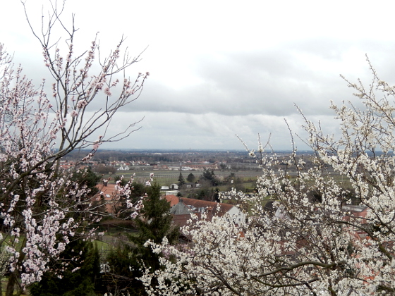 Mandelblüte in Gimmeldingen