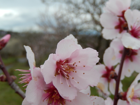 Mandelblüte in Gimmeldingen