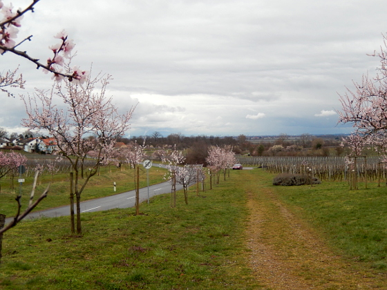 Mandelblüte in Gimmeldingen