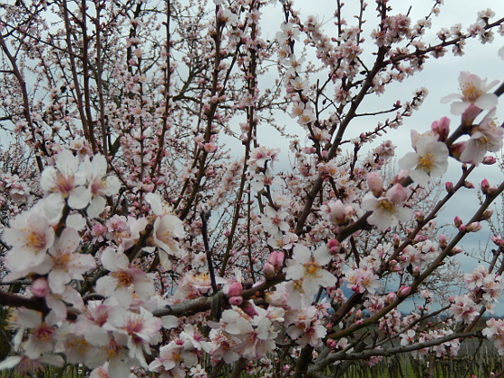 Mandelblüte in Gimmeldingen